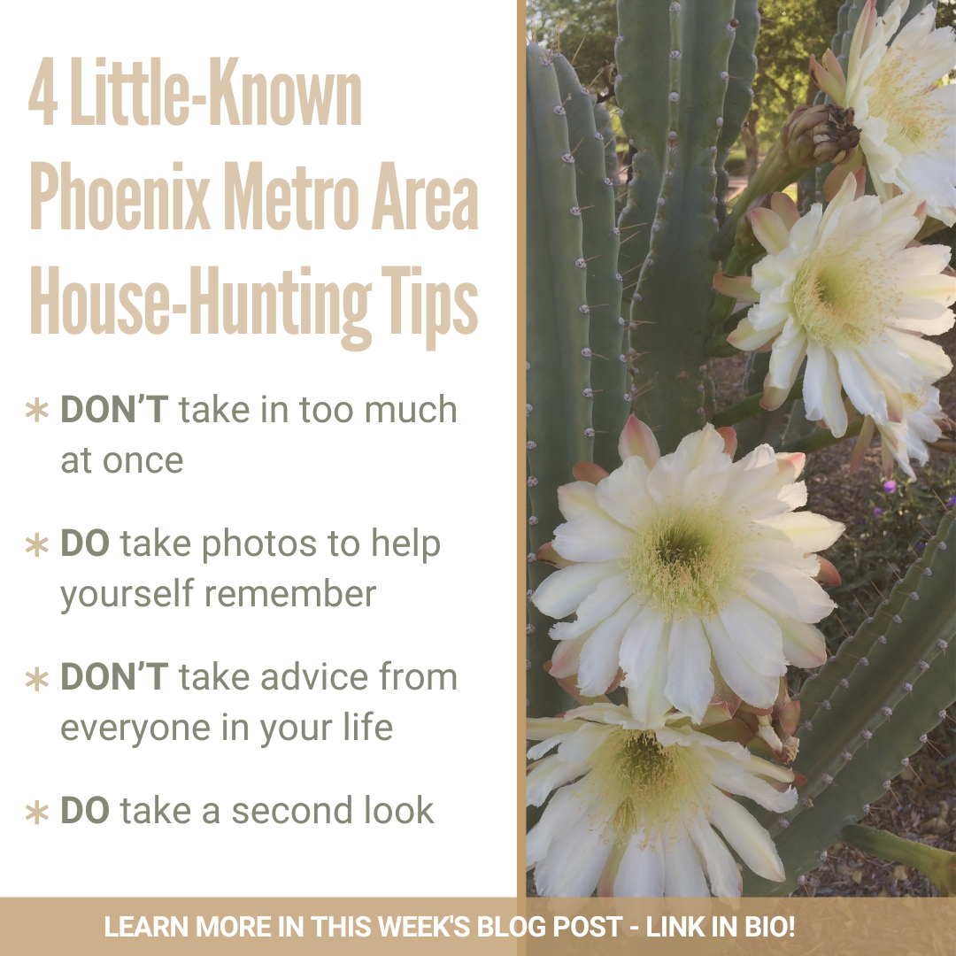 Text on Graphic says "4 Little known Phoenix Metro Area House Hunting Tips." with a photo of a blooming cactus